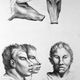 Illustration for article titled Baroque-Era Drawings Reveal Early Ideas About Evolution